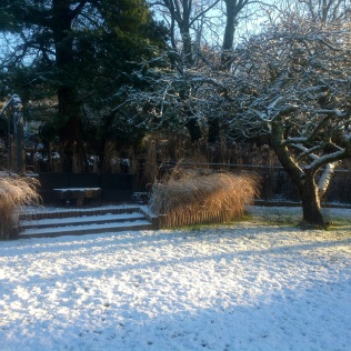 Winter january snow miscanthus apple tree