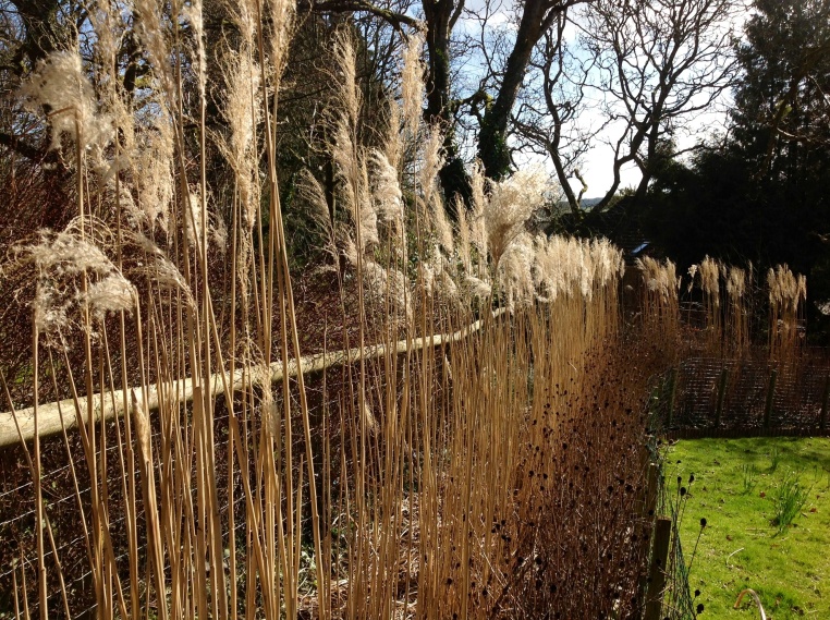 Dried miscanthus hedge March