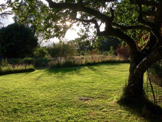 View of meadow from seating area 