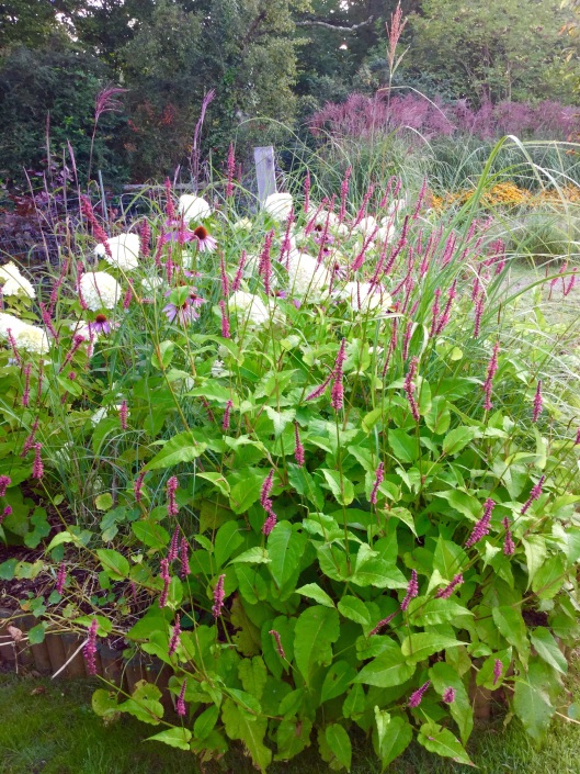 Mixed planting hydrangea Persicaria and Miscanthus 