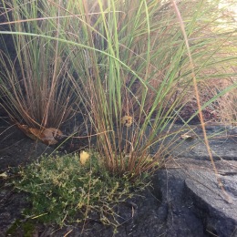 Eragrostis seedling