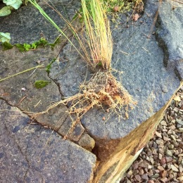 Eragrostis seedling roots