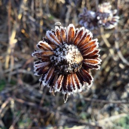 Rudbeckia frosted