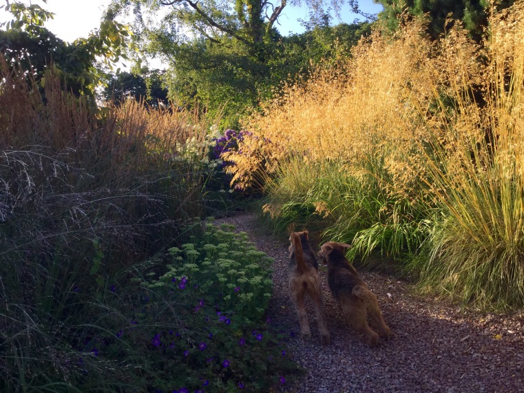 Dogs racing past backlit Stipa summer 2015